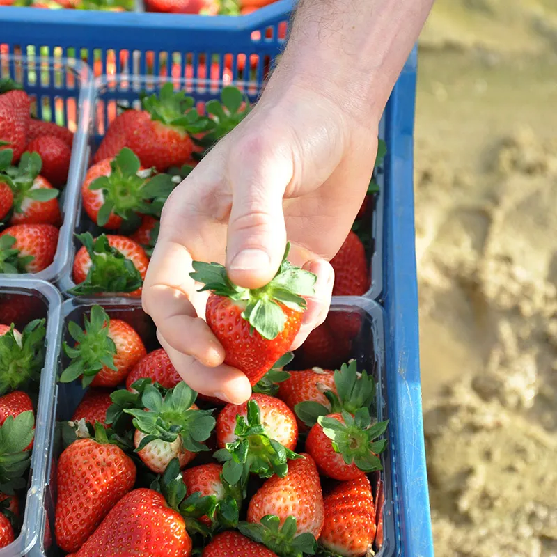 image of a hand picking strawberries